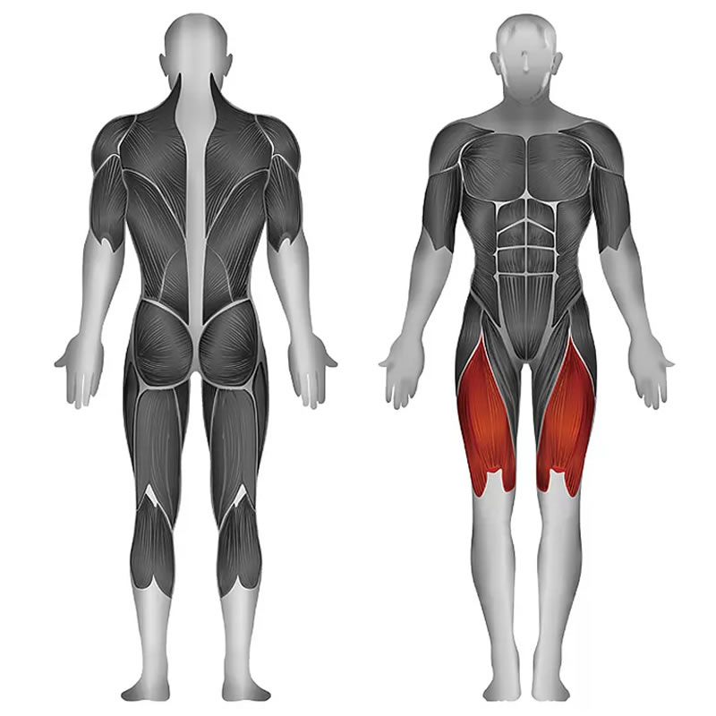 史帝飞卓越Z系列 股四头肌(股直肌,股中间肌,股外侧肌,股内侧肌) ID:1669 训练部位