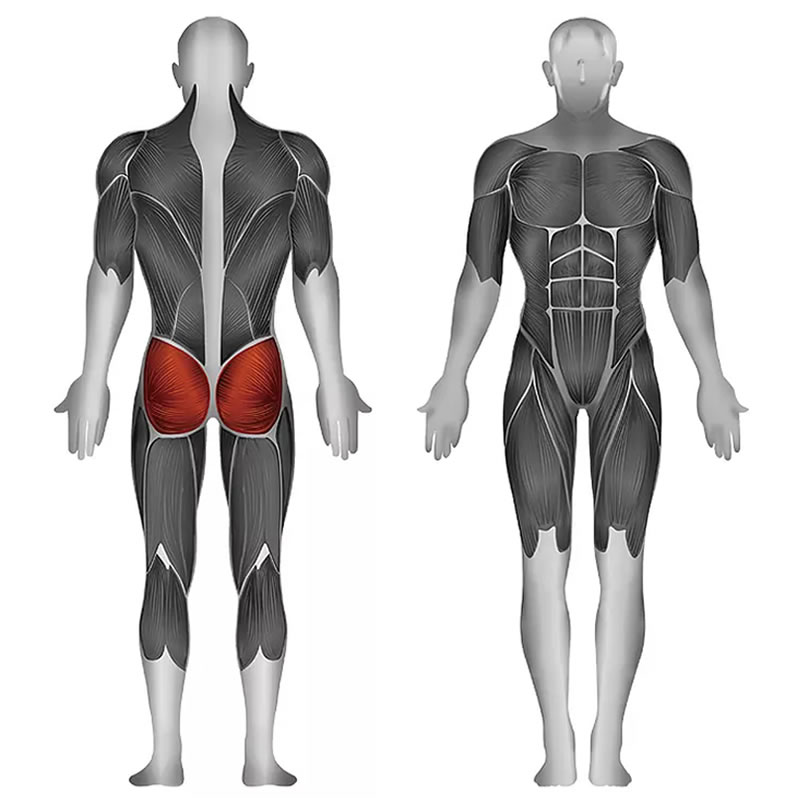 史帝飞卓越Z系列 臀大肌,臀中肌,臀小肌,梨状肌,股方肌 ID:1674 训练部位