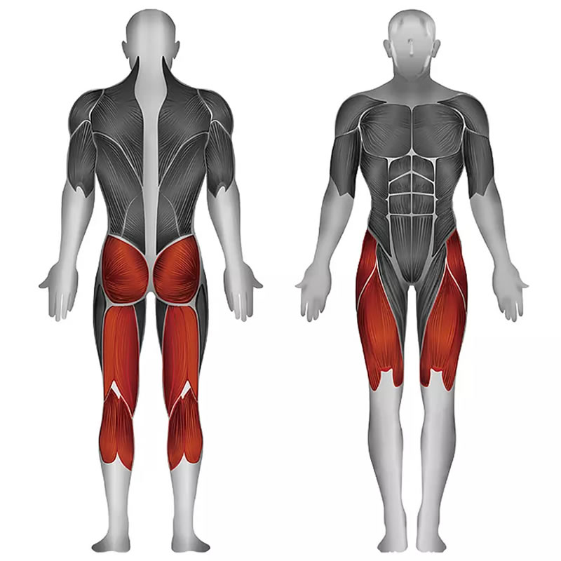 史帝飞卓越Z系列 臀大肌,股四头肌,股二头肌,腓肠肌,比目鱼肌 ID:1675 训练部位