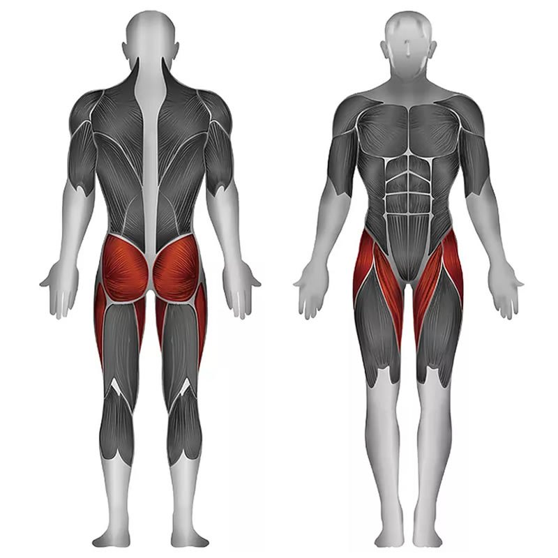 史帝飞卓越Z系列 大腿内收肌群(耻骨肌,短收肌,长收肌,大收肌,股薄肌) 大腿外展肌群(臀大肌,臀中肌,臀小肌) ID:7 训练部位