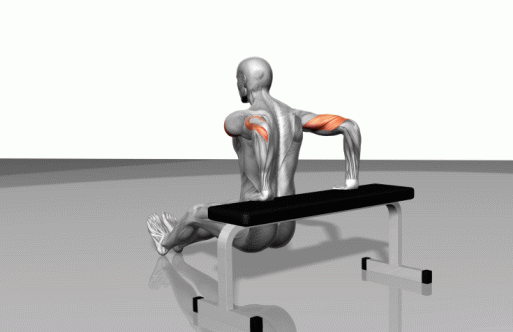 力量训练3D动态健身图解