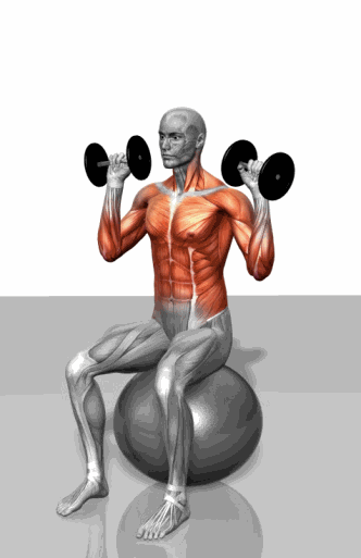 力量训练3D动态健身图解